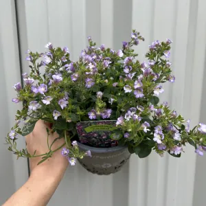 Chaenorhinum origanifolium ‘Blue Dream’ 1.5L